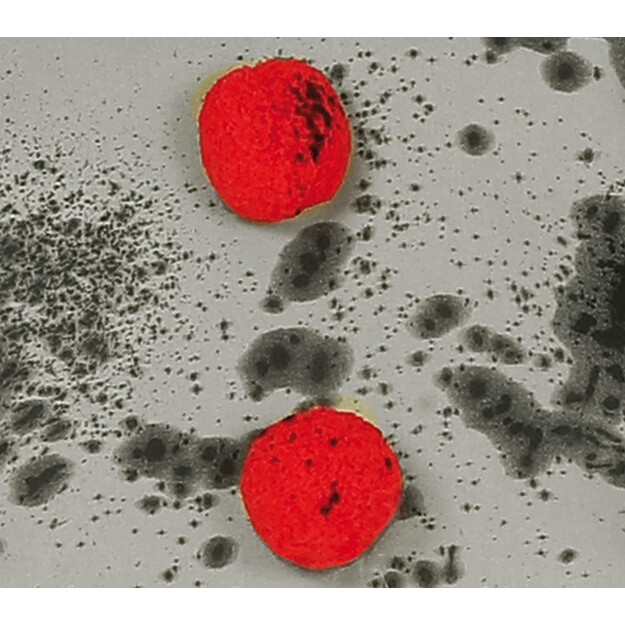 Berniuko klouno žudiko kostiumas